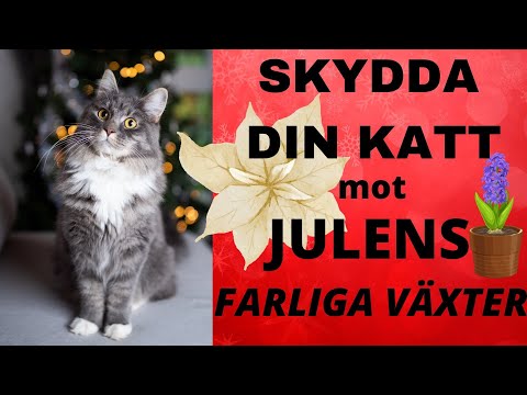 Video: Vad matar du babyfena