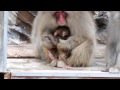 サル山:バラの赤ちゃん(ニホンザル)@上野動物園 - DSCN4252