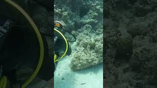 Baby snake eel climbs a coral wall