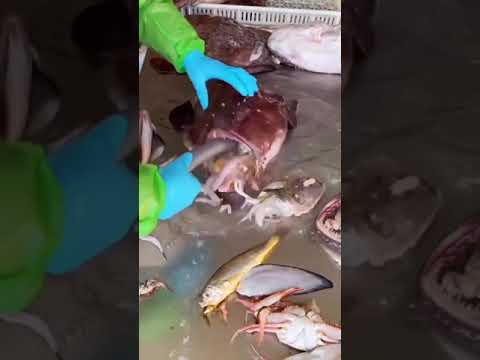 Video: Belly-Sliding Fish Fry: Wat betekent het?