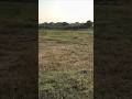 Agriculture land for sale || Near Gajwel || 15 Guntas || 1,40,000 per Gunta || #ytshorts