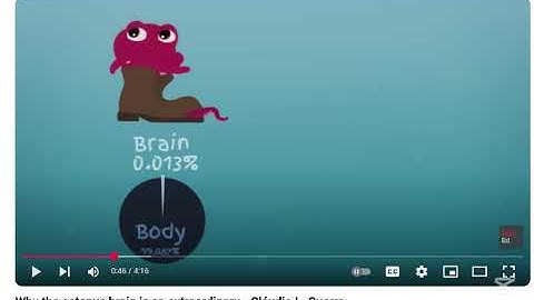 bạch tuột - Why the octopus brain is so extraordinary - Cláudio L. Guerra