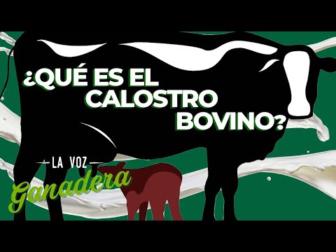 Video: ¿Qué es el calostro bovino?