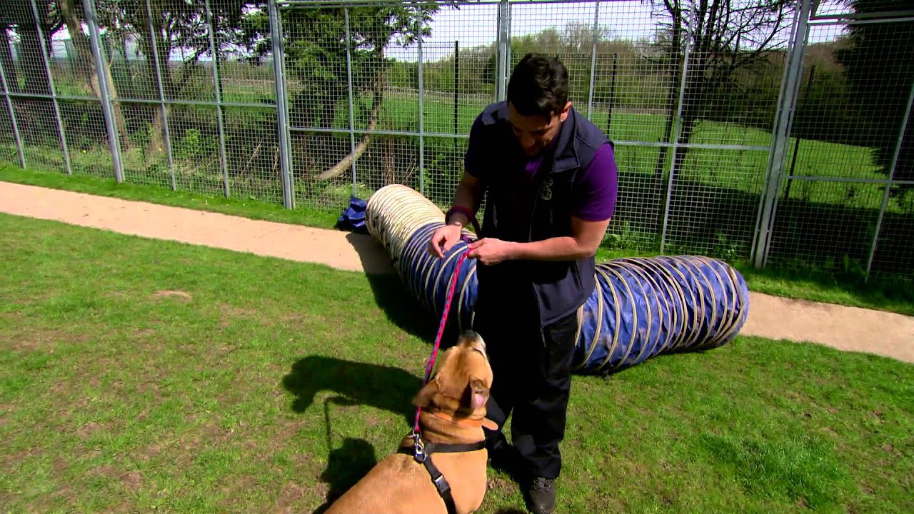 cruelty free kiko Give A Pet A Home - Series 1, Episode 3, trailer 1