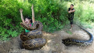 Primitive Life: Aniamal Trapping Catch Giant Anaconda Python - Skills Catch Big Python