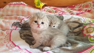 Baby Kätzchen miaut zum ersten mal (Unsere Kätzchen)