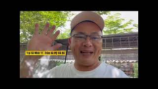 Những Bộ Giống Gà Mỹ Rặc Của Trại Gà Minh Trí Gửi Đến Anh Em Xem Vui