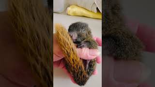 Feeling sleepy #cute #baby #squirrel #zenzen #shorts