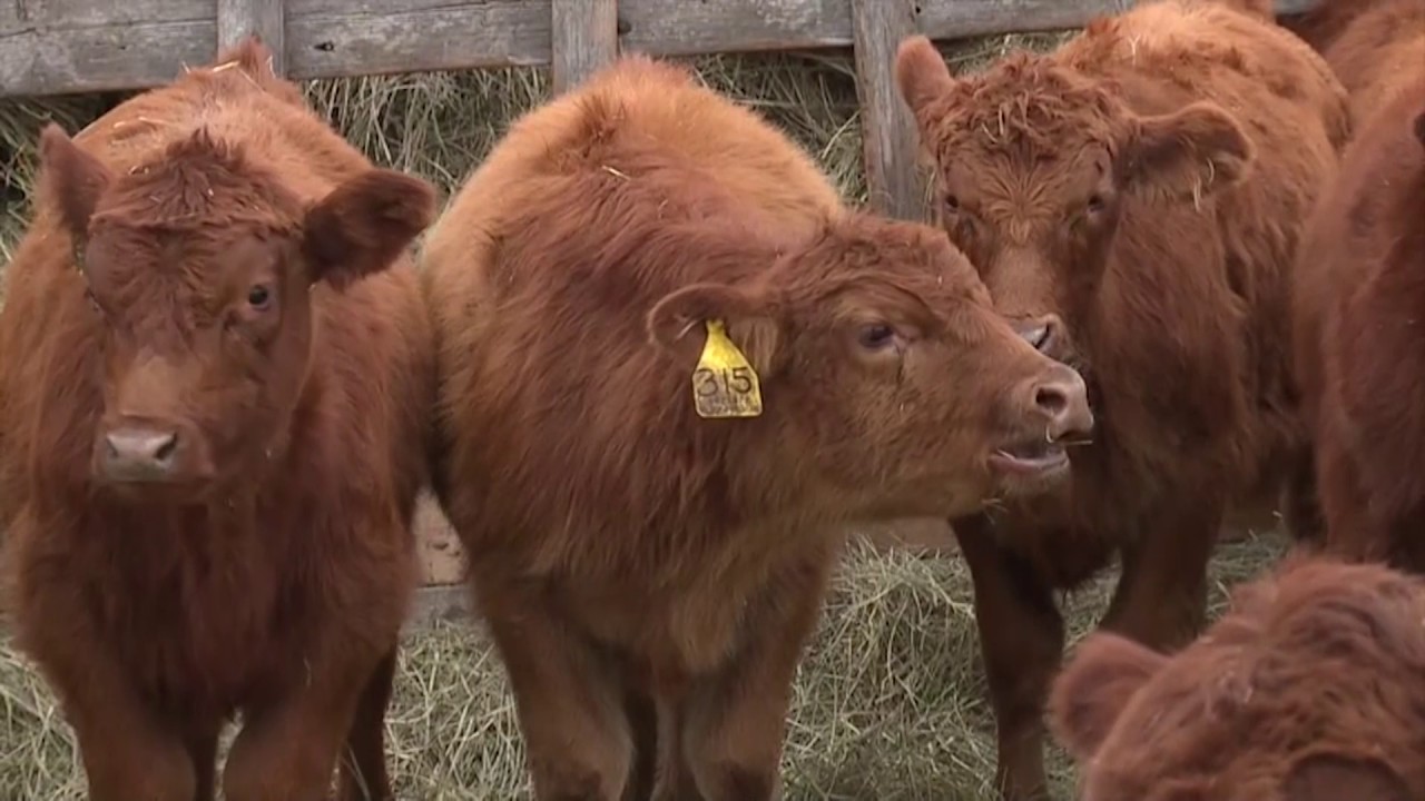 Montana Calves Sale in Nebraska YouTube