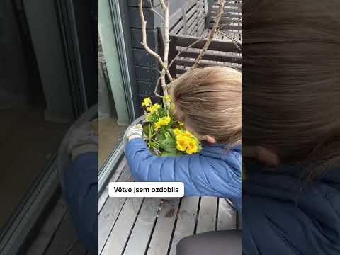 Video: Jak vyrobit růži z hlíny (s obrázky)