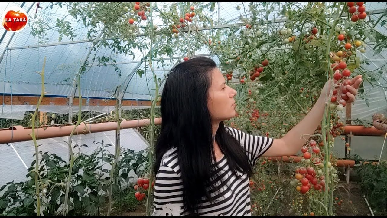 Soiul românesc de roșii  Cherry Drops - Păreri