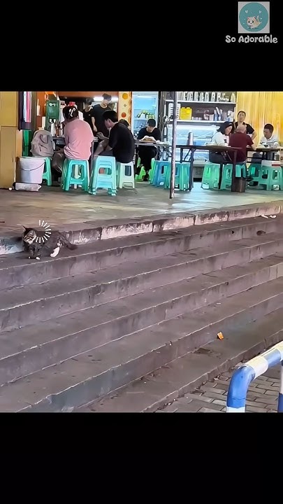 Tom and Jerry in real life 🤣#shorts #cat #catlover