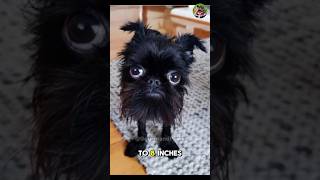 Did you know that the Brussels Griffon is one of the most fun-loving dog breeds out there?
