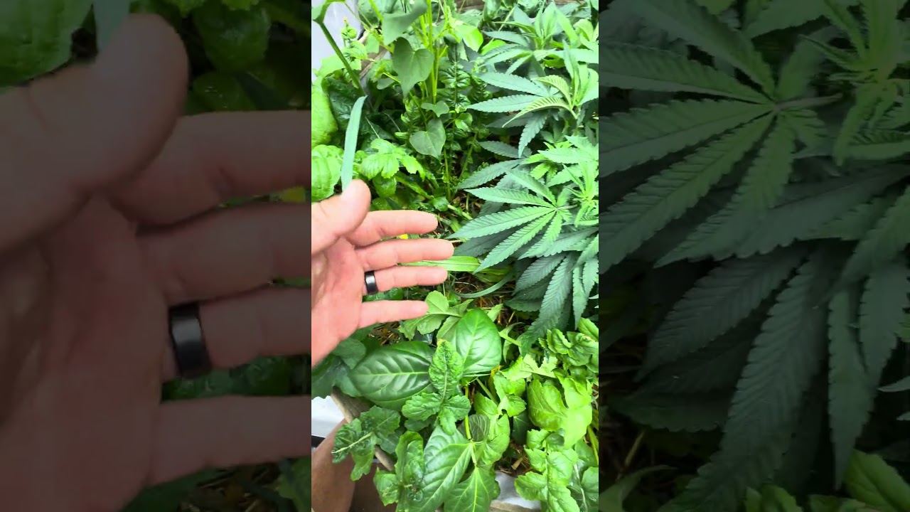 100 Gallon pot update! Do you use cover crop indoors?