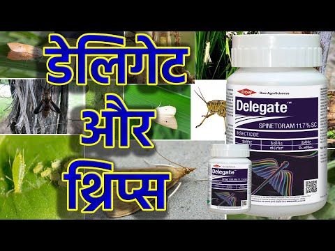 वीडियो: हैप्पीओली के रोग और कीट (15 तस्वीरें): थ्रिप्स का विवरण और उनके खिलाफ लड़ाई। फूल खिलने से पहले क्यों मुरझा जाते हैं? पत्तियाँ पीली क्यों हो जाती हैं और कलियाँ सूख जाती हैं?