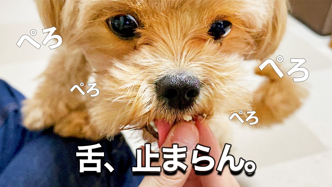 ペキプー ドンキの焼き芋が美味しすぎて舌が止まらなくなった子犬がこちら笑 ミックス犬 Youtube ペキプー ドンキの焼き芋が美味しすぎて舌が止まらなくなった子犬がこちら笑 ミックス犬 Youtube