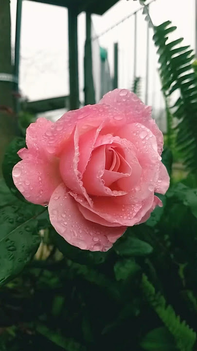 Gimana kalo mawar kena hujan? #ketanpedia #mawar #bunga #rose #flowers #tips #kebuntanduran