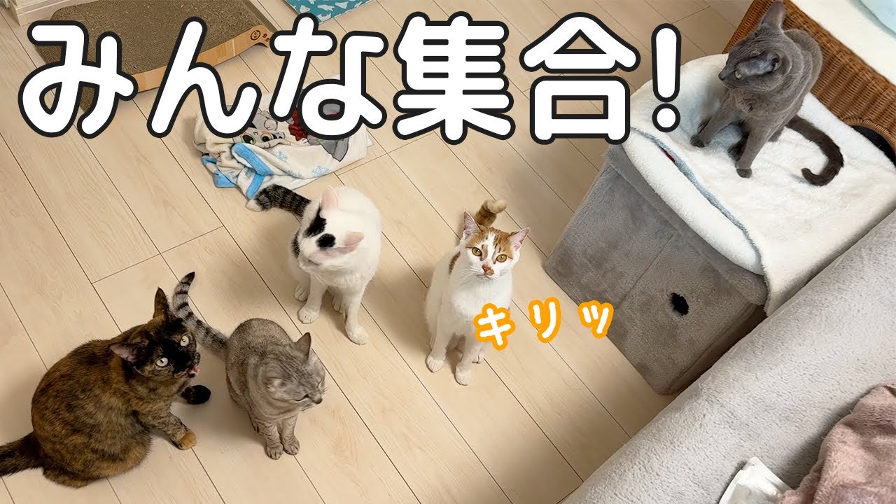 猫5匹みんな集合しましたー！！！！