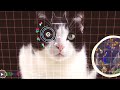 Neuro Cat [4K GLSL VIDEO]