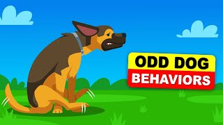 10 Strangest Dog Behaviors Finally Explained by The Daily Topic 604 views 1 month ago 8 minutes, 8 seconds
