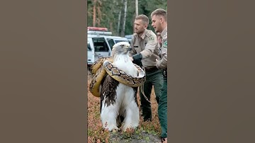 rescue an eagle from python