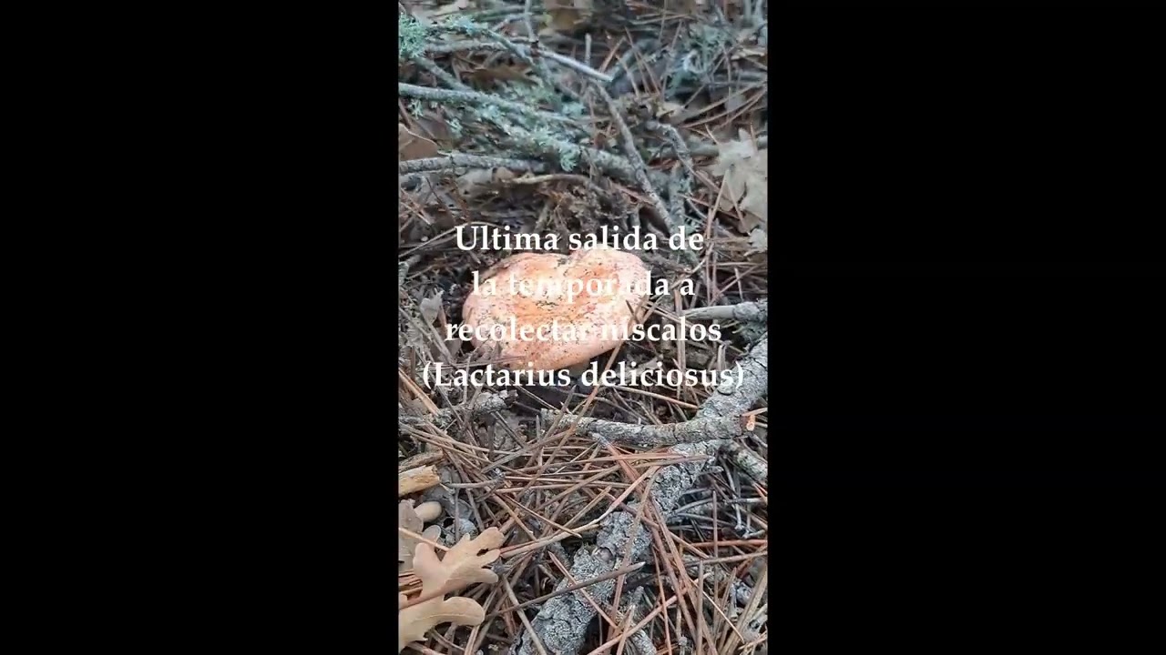 Fin de la temporada 2023 de recolección de la seta llamada níscalo o revollón (Lactarius deliciosus)