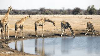 LIVE at the waterhole - 04 August 2026