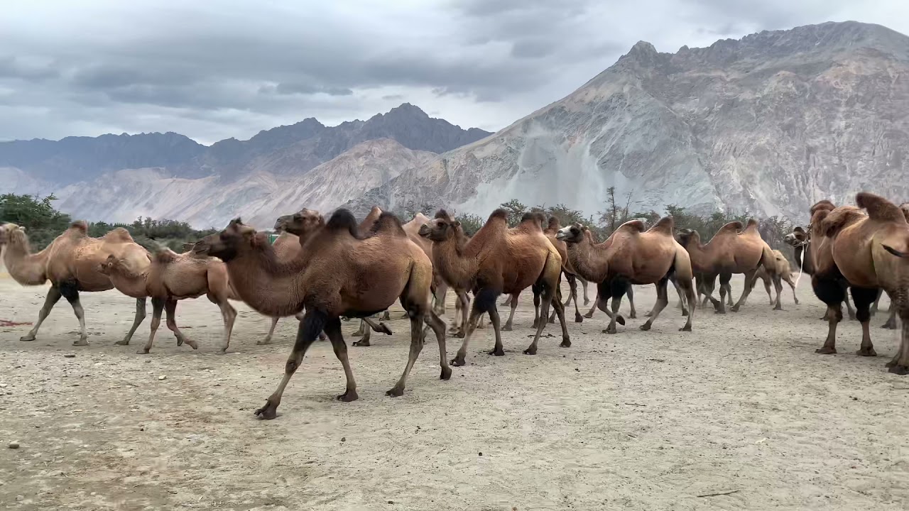 Mongolian  camel 🐫 /two hump camel  🐫 at Nubra Valley , Hundar. Leh ,Ladakh UT.