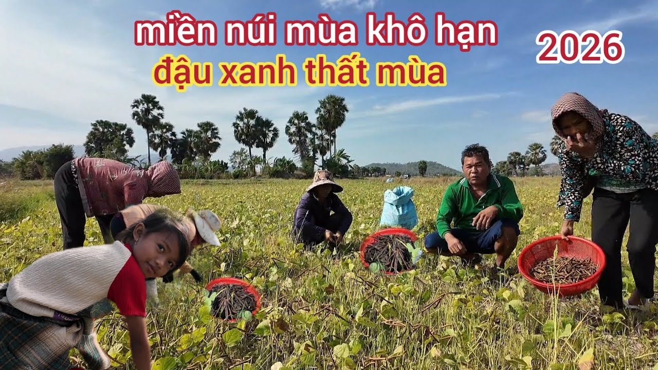 Khu vực.núi Cấm.mùa khô hạn.Cảnh bà con thu hoạch đậu xanh.Bảy Núi.An Giang.2026