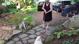 Taking Mitsu Out for a Walk...Drag! lol! by Christine Newland 24 views 3 months ago 2 minutes, 3 seconds