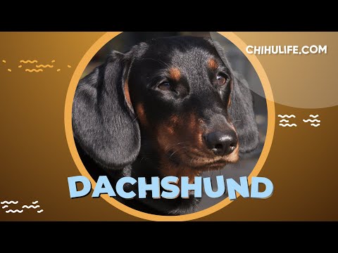 Dachshund Facts and Information (Sausage dog)