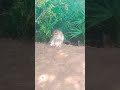 #instareels #monkey #monkeyvideo #todayreels #viral #trendingshorts