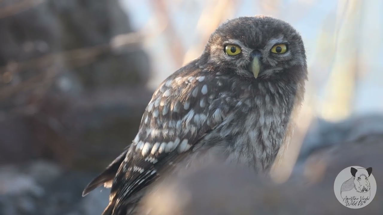 Piccole Civette crescono