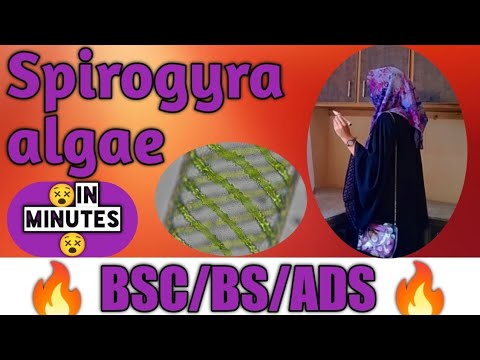 Spirogyra Algae || تولید اور زندگی کا چکر | کلوروفیٹا