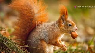 The Brave Little Squirrel and the Magic Acorn.