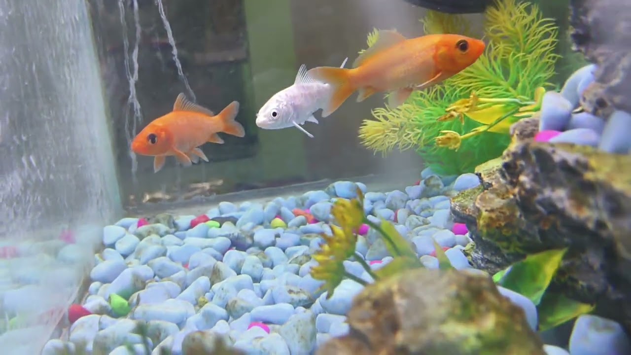 Happy Fishes Playing in the Aquarium 🐠 | Fun Video for Kids So Relaxing! 🐟 Beautiful 
