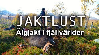 Jaktlust - Älgjakt i fjällvärlden (moose hunting)