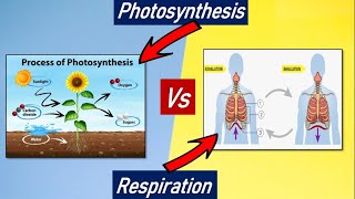 Difference between Photosynthesis  & Respiration/Biology- Photosynthesis  & Respiration differences
