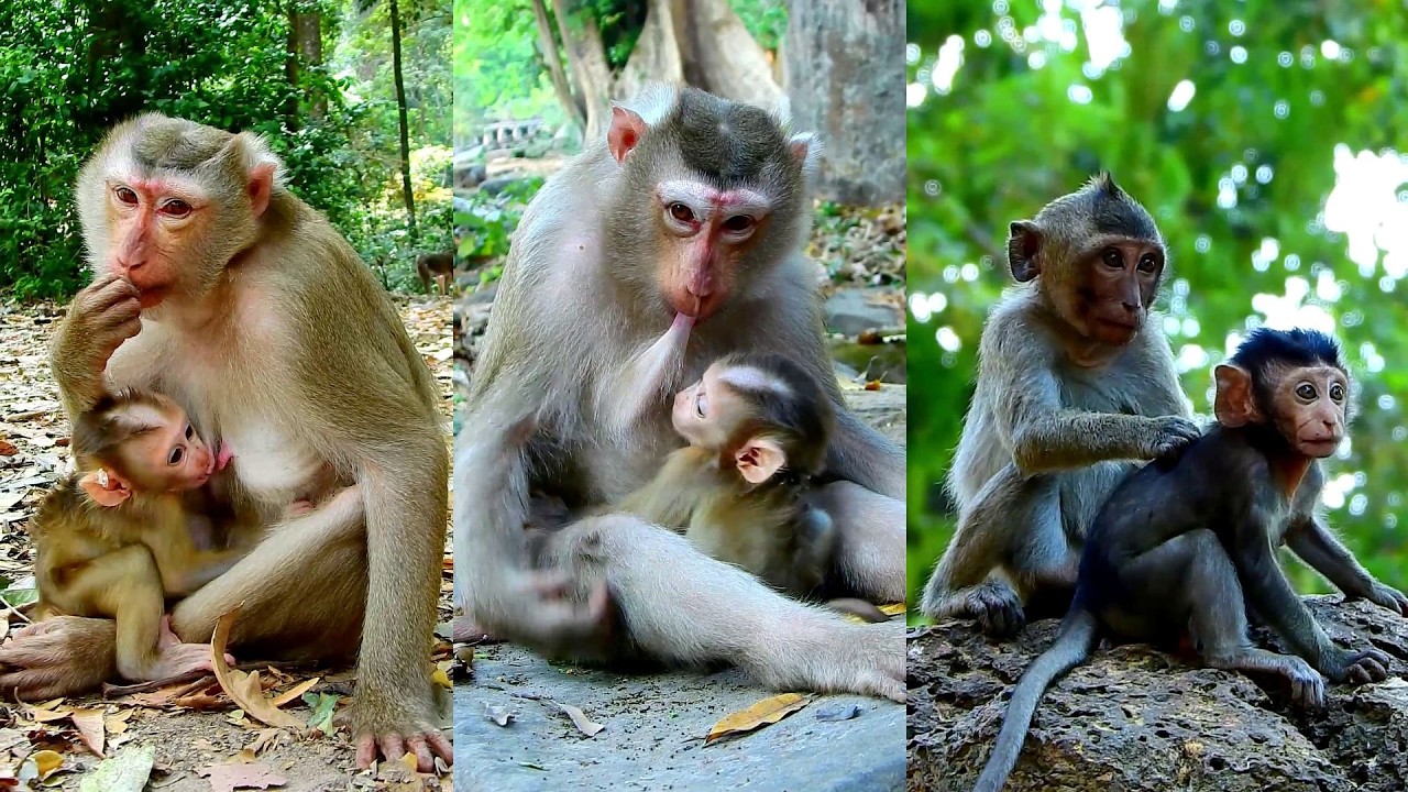 Funny Lauy gets Lucan milk much till Lucan gets Less milk.