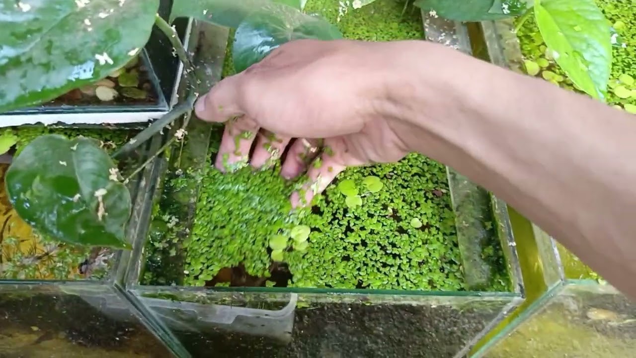 HARI INI KITA BERSIHIN LUMUT DAN KASIH PAKAN IKAN GUPPY PAKE GRINDAL WORM YA!!