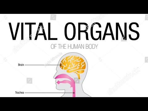 Video: Zijn de vitale organen?