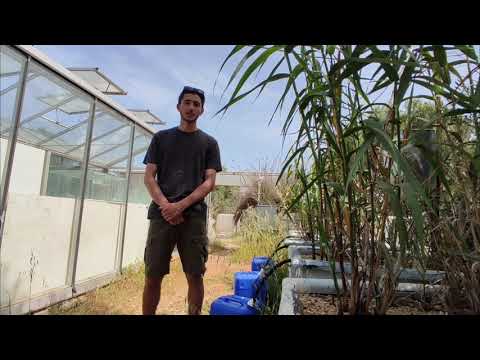 Βίντεο: Γαρίδες: εκτροφή και καλλιέργεια ως επιχείρηση