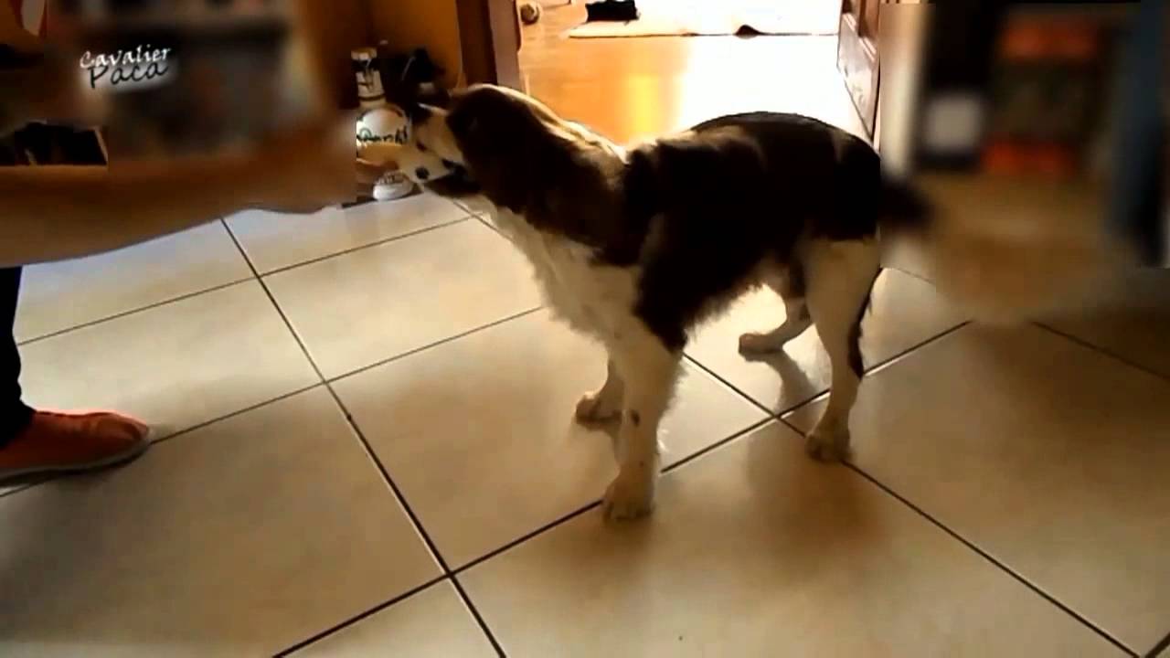 Cavalier King Charles Spaniel - Angry and wild game - [Paca]