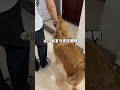 La viande grasse du chien nentrera pas dans la bouche des trangers  le golden retriever est un v