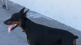 “unleashed ” Doberman SF