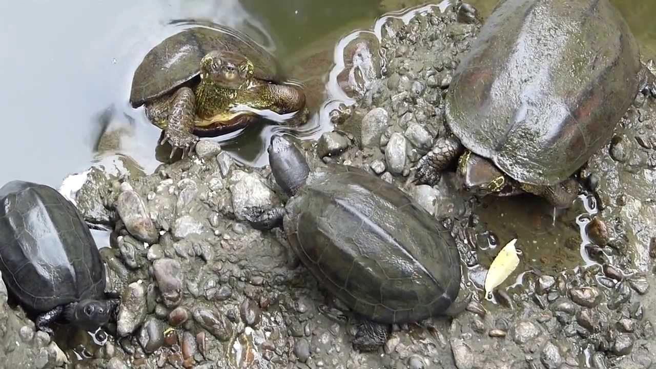 亀 違い すっぽん