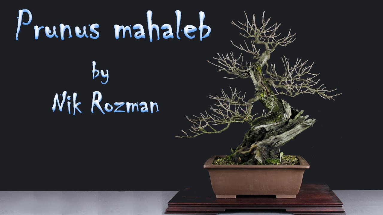 bonsai outdoor pflegeleicht Arashi no Ki Outdoor