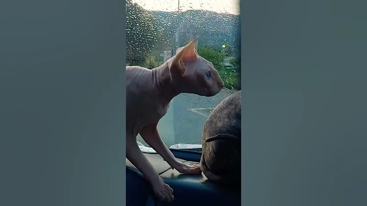 Video 11185651: sphynx kitty, clean sphynx, cute sphynx