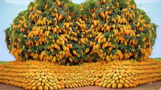 Expert Tips: Grafting Mango Trees with Aloe Vera and Mango Leaves