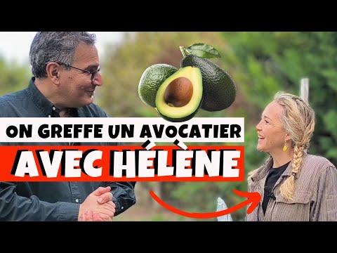 Comment greffer un avocatier ou nimporte quelle autre plante avec Hlne de Fougerolles  